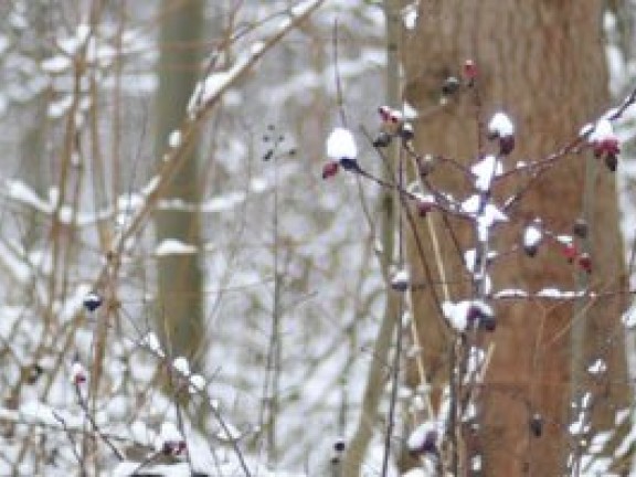 Berries