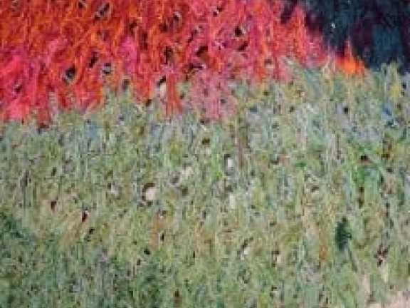 Cimg0004-1-225x300